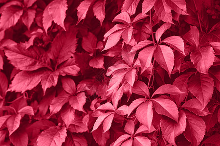 墙壁上的紫红色葡萄叶 野葡萄的单色背景 2023年的颜色公园叶子植物群万岁气候植物学植物流行卷曲森林背景图片