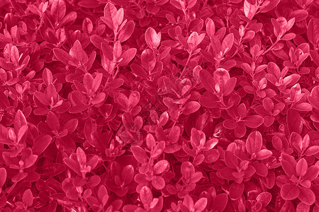 紫红色活性彩色叶质 自然单色背景 2023年的颜色宏观公园材料线条飞沫万岁流行植物群丛林季节背景图片