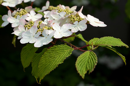 日本雪球 维伯南花瓣灌木植物群叶子环境园艺花坛季节植物花头背景