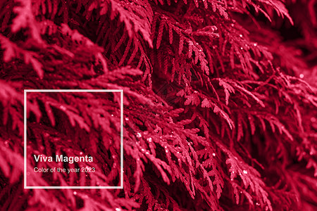 紫红色活性彩色叶质 自然单色背景 2023年的颜色墙纸万岁流行生长环境季节材料飞沫植物群宏观背景图片
