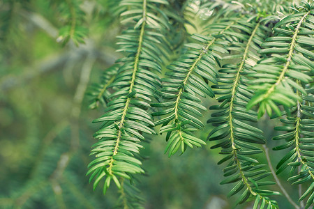 Berryyew 植物纹理背景 您可以使用它 请查看上的 绿色生长高架墙纸笔记框架花园环境热带草本植物红豆杉背景图片