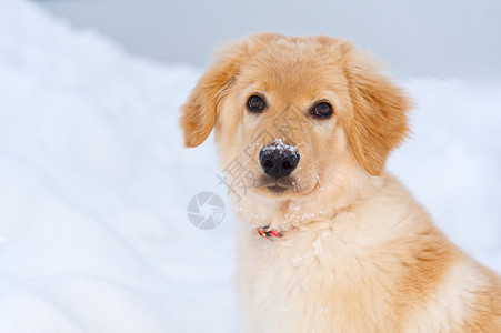 一只可爱的金色寻金狗在雪中坐着的肖像 冬天霍瓦瓦特同志哺乳动物金发爱好动物宠物猎犬金子工作室小狗背景图片