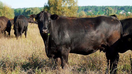 特写 在草地上 在农场 大黑血统 繁殖母牛 公牛正在放牧 夏天温暖的一天 在牧场生产肉类的牛 选择母牛 公牛奶制品哺乳动物营养家背景图片
