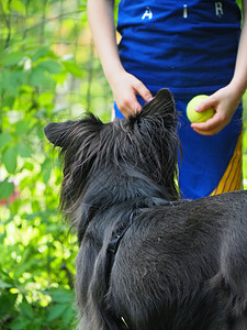 公园露户外的黑白小狗狗犬类动物纯种狗家畜训练男性教育智力牧羊人牧羊犬背景图片