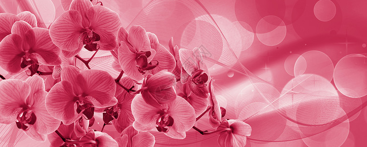 用于明信片和图形作品的紫兰花背景复杂 Banner 全景有文字空间压痛花朵紫色兰花颜色植物群花园植物花瓣横幅背景图片