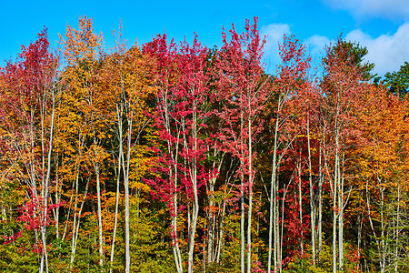 以各种秋色排列的林墙详情背景图片