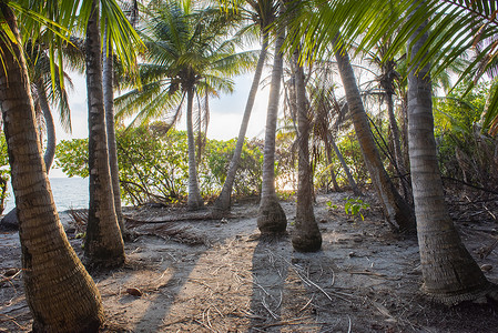 海滩上植被带椰子棕榈树的偏远热带岛屿树干森林公园植物植被叶子天堂椰树海滩木头背景