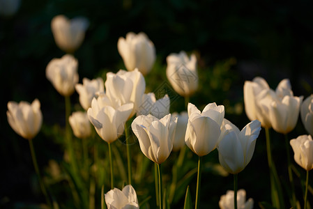 我花园里的白色郁金香 早春我花园里美丽的白色郁金香植物衬套行动农村日落荒野生活环境晴天太阳背景图片
