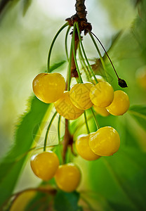 新的樱桃 特写树上生长的黄色新樱桃背景图片