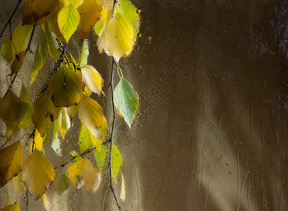有窗的树秋天的形式 泛黄的白桦树枝透过湿漉漉的雨窗 有桦树黄叶的树枝枝条黄色季节叶子植物群季节性落叶植物森林白桦叶背景