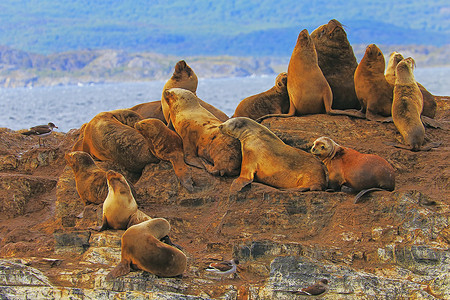 海狮岛海狮和海豹 阿根廷乌斯怀亚州火地岛Fuego的比格尔海峡狮子水鸟荒野风景目的地毛皮海鸟地方蓝色旅游背景