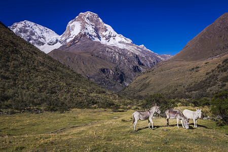 日出时在布兰卡的和Huascaran图片