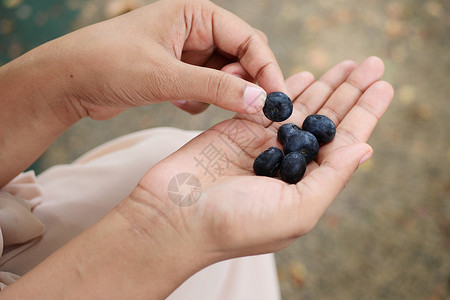 妇女手工采摘蓝莓果背景图片