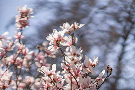 春时在紫蓝天空和粉色背景中 与面团形成宽广的成分蓝色紫色花园季节花朵墙纸植物群婚礼植物收藏背景图片