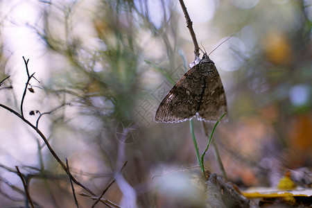 花中睡觉蝴蝶秋天森林中美丽的青蓝飞蛾或拉卡诺比亚同族背景