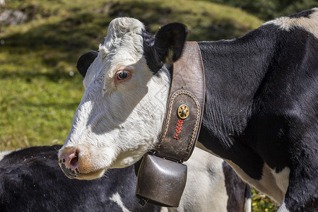 瑞士瑞士阿尔卑斯山 恩加迪德河谷的阿尔卑斯山牛雪山全景阳光农场目的地家畜草地风景文化牛铃背景图片