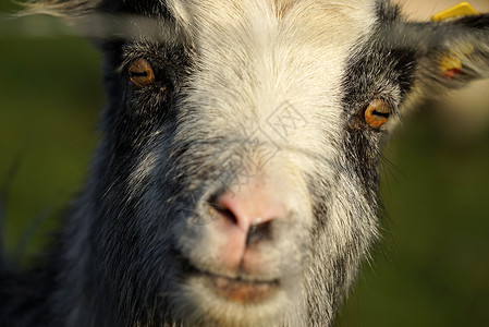 动物山羊脸哺乳动物宠物高清图片