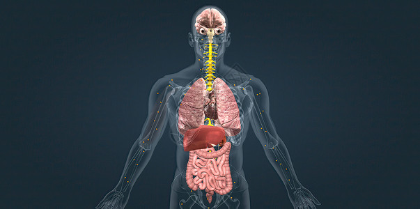 平滑肌器官系统葡萄糖高清图片