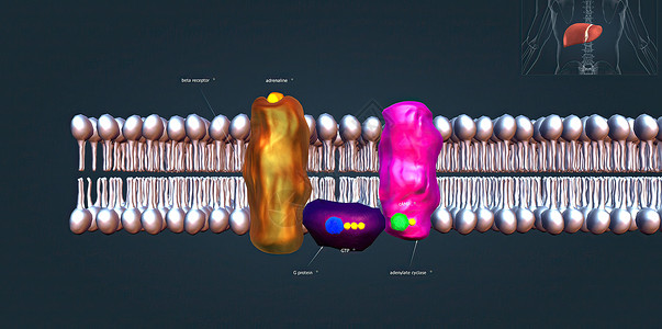 1受体对交感神经系统的正常生理功能至关重要流量生物系统肌肉心肌水平信号稳态报警血糖背景图片