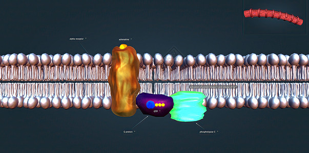 贝塔1受体对于同情性神经系统的正常生理功能至关重要 3D 插图 请查看InfoFinland上的血糖生物流量报警生物学肾上腺葡萄背景图片