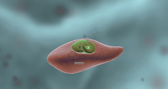 生物活性肽酶是蛋白质 通过加速化学反应而起到生物催化剂作用的蛋白质抑制化学产品基质微生物学生物位点活性辅酶背景