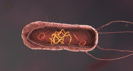 破伤风细菌是一种简单的生命形式 被称为prokaryotes微生物学伤口大都会药品螺旋体毒素细胞球形感染细胞膜背景