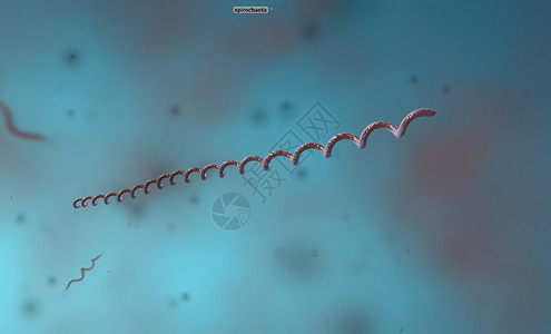 钩端螺旋体病莱姆病原核生物高清图片