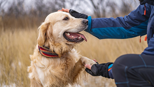 拉布多猎犬霜金的自然高清图片