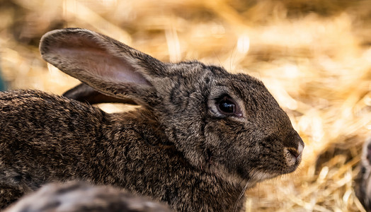 有关大自然的满角野兔高清图片