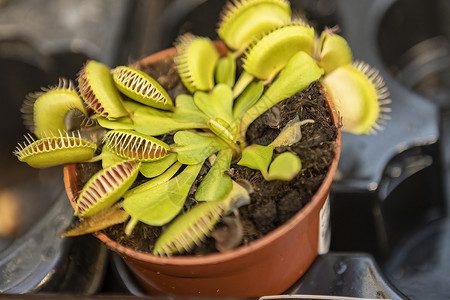 蛾类昆虫食肉植物动物猎物陷阱情调树叶叶子猎人荒野植被宏观背景