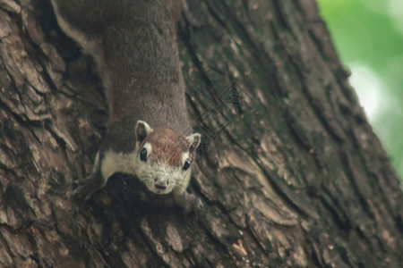 爬树动作松鼠芬莱森的松鼠爬树动物树枝主题尾巴森林荒野宠物丝绸生活毛皮背景