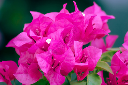 布干维尔花束 粉红色 盛开园艺生长植物群季节墙纸植物热带植物学投标阳光背景