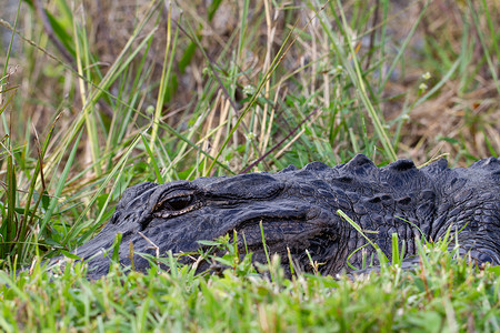 一只美国鳄鱼的近距离接近 藏在草地和日晒中 睁着眼睛野生动物爬虫猎人蜥蜴湿地两栖旅行危险荒野捕食者背景图片