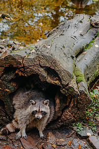来也匆匆华丽的浣熊可爱从一棵大树树皮的空洞中探出头来 浣熊 也被称为北美浣熊 隐藏在旧的空心树干中 野生动物场景 栖息北美洲 广布欧洲背景