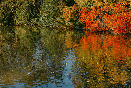 在池塘的曲线银行的秋天树 与红色树的秋天风景 水岸上的秋天树木 一条河上空荡荡的生锈铁路桥 河岸在秋叶的高峰期被森林覆盖 一条砾背景图片