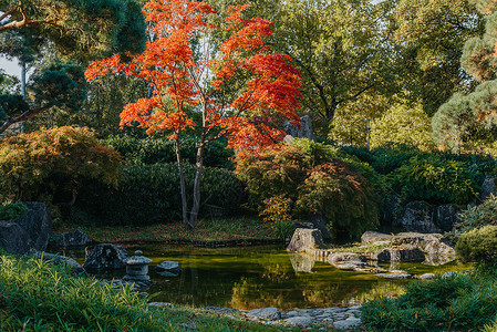 醍醐春天日本花园中美丽平静的景象 日本秋天的形象 有池塘和红色叶子的美丽的日本庭院 日本花园中的池塘园林佛教徒瀑布建筑学树叶宗教神社背景