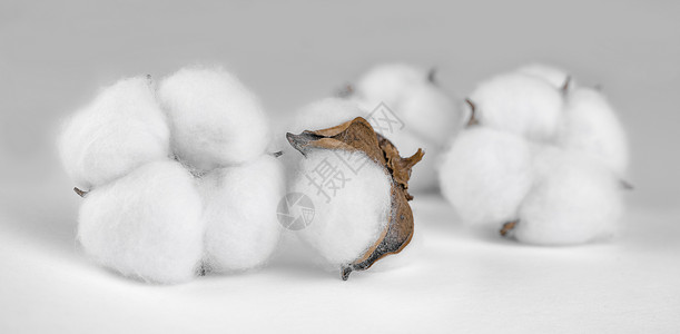 棉籽花的横幅高清图片