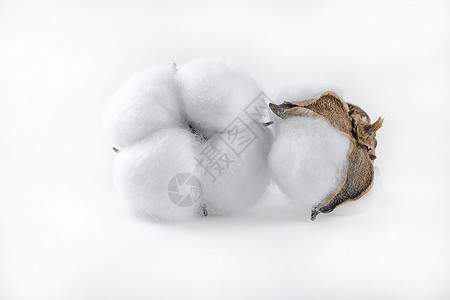 棉籽生长压痛高清图片