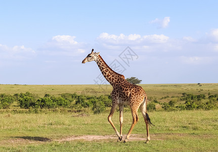 辛吉塔非洲野生生物中美丽的长颈鹿脖子食肉动物旅游家庭天空马赛奢华食草哺乳动物背景