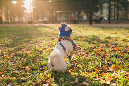 穿衣服狗穿着帽子和围巾的可爱的杰克罗素狗背面肖像 在秋天公园复制空间和文字空位上行走 小宠物穿衣服散步裙子哺乳动物落叶街道太阳乐趣猎犬犬背景