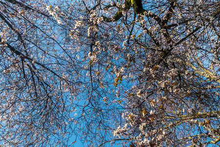 奋发春花 樱花 满是树 切成蓝色的天空生活叶子背景