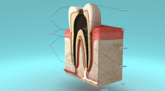 乳牙恒牙牙齿和口香糖的解剖 以及牙齿周围的支撑结构生物学犬类人体食物本质卫生咀嚼牙根牙列齿型背景