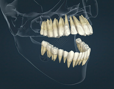 牙顶和下牙全解剖恒牙器官王冠牙颈生物牙列食物人体磨牙齿型背景图片