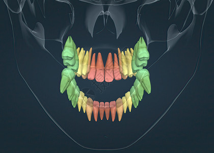 乳牙恒牙牙顶和下牙全解剖牙颈器官恒牙门牙搪瓷乳牙齿型咀嚼人体组织背景