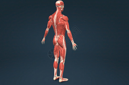 男性人体肌肉系统解剖拮抗剂二头肌伸肌腹肌胸肌肩胛骨三角肌器官生物学力量背景图片
