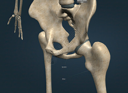 当髋关节 大腿骨和髋骨结合在一起时 它们就构成了人体最重要的关节之一背景