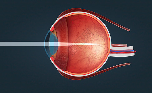 感光器瞳孔睫状体高清图片
