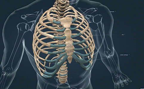 骨骼系统肋骨的骨头是胸椎骨 十二对肋骨和腹骨 掌声髌骨胸骨骨骼缝合滑液软骨脊柱解剖学椎骨关节背景