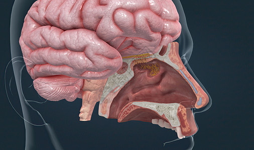 脑部的嗅觉灯泡处理 从鼻部内衬的嗅觉受体获得的信息背景图片