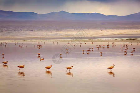 阿塔红湖 有Flamingos和火山景观 玻利维亚安第斯山脉沙漠风暴云国际反射火烈鸟情调旅行野生动物异国动物背景